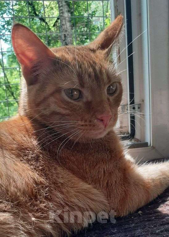 Кошки в Москве: кот Руди ищет дом Мальчик, Бесплатно - фото 10