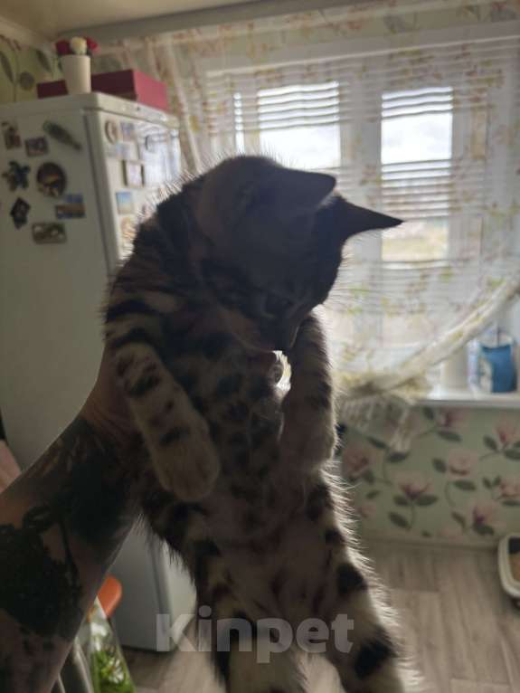 Кошки в других городах Саратовской области: Мальчик Мальчик, 10 000 руб. - фото 4