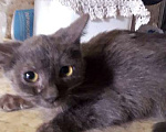Кошки в Москве: Маленькое солнышко, милейший котенок Нюша в добрые руки Девочка, Бесплатно - фото 5