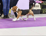 Собаки в Москве: Бигль вязка, Бесплатно - фото 8