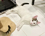 Кошки в Москве: Добрейший котенок Ландыш ищет дом Мальчик, Бесплатно - фото 5