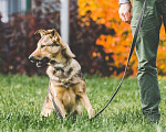 Собаки в Подольске: Нита веселая собачка ищет дом. Девочка, Бесплатно - фото 4