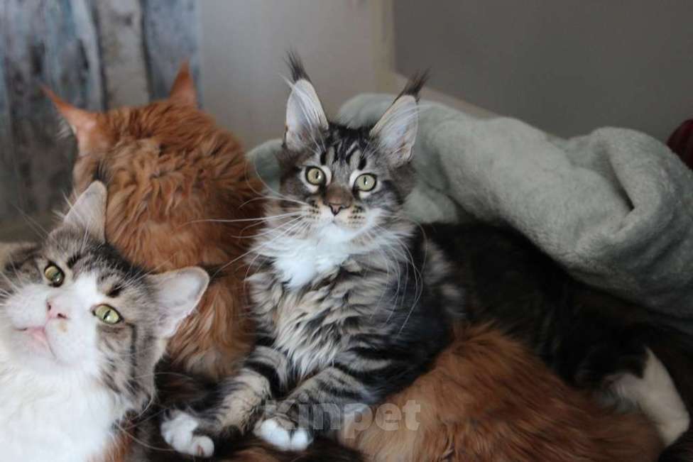 Кошки в Екатеринбурге: Роксет - котенок мейн-кун Девочка, 25 000 руб. - фото 2