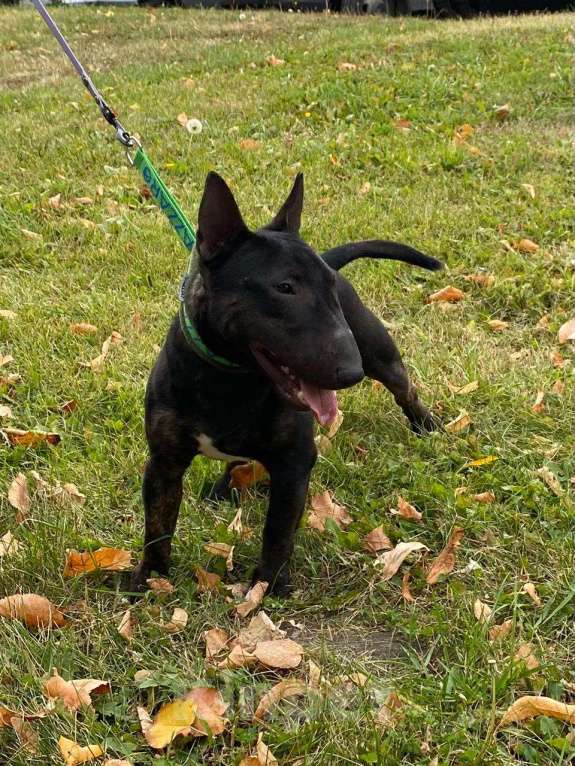 Собаки в Пензе: Продам подрощенного кобеля Мальчик, 50 000 руб. - фото 1