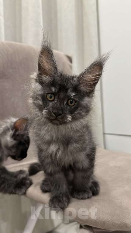 Кошки в других городах Московской области: Котик мейн кун, 2,5 месяца  Мальчик, 60 000 руб. - фото 3