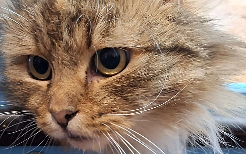 Молодая пушистая кошка.