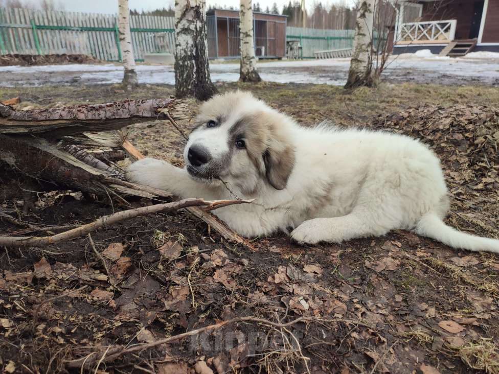 Собаки в других городах Ленинградской области: Харита пиренейская горная собака  Девочка, 70 000 руб. - фото 7