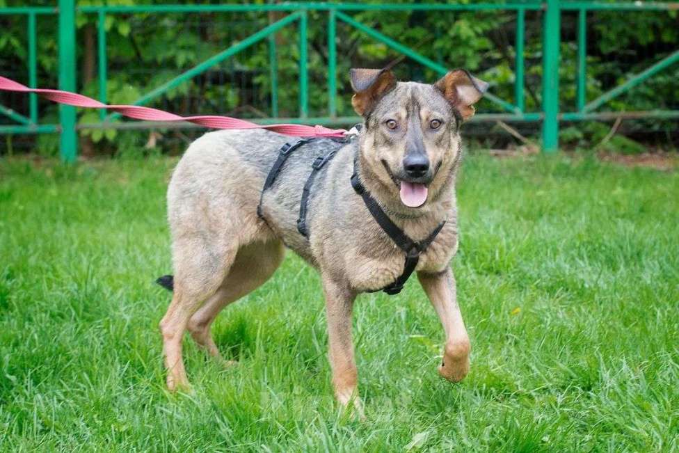 Собаки в Москве: Её заметили на промзоне, маленькую, испуганную с глазами,полными ужаса и бесконечного страха... Девочка, Бесплатно - фото 2
