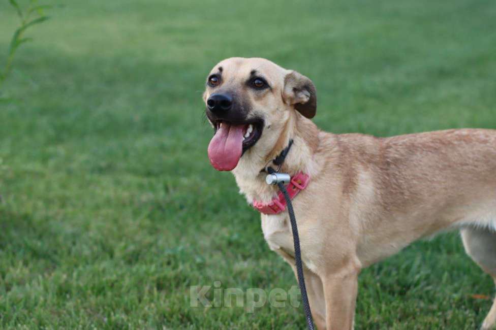 Собаки в Москве: Масяня Девочка, Бесплатно - фото 3