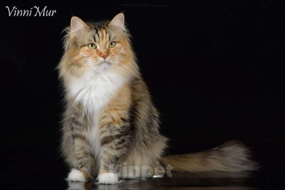 Кошки в Санкт-Петербурге: Шикарный сибирская кошка Девочка, Бесплатно - фото 5