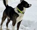 Собаки в Москве: Потерялась собака Владыкино  Мальчик, Бесплатно - фото 1