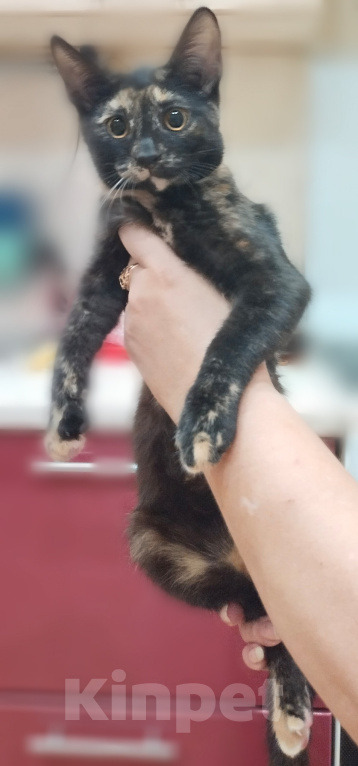Кошки в Астрахани: Отдам котят Разнополые, Бесплатно - фото 5