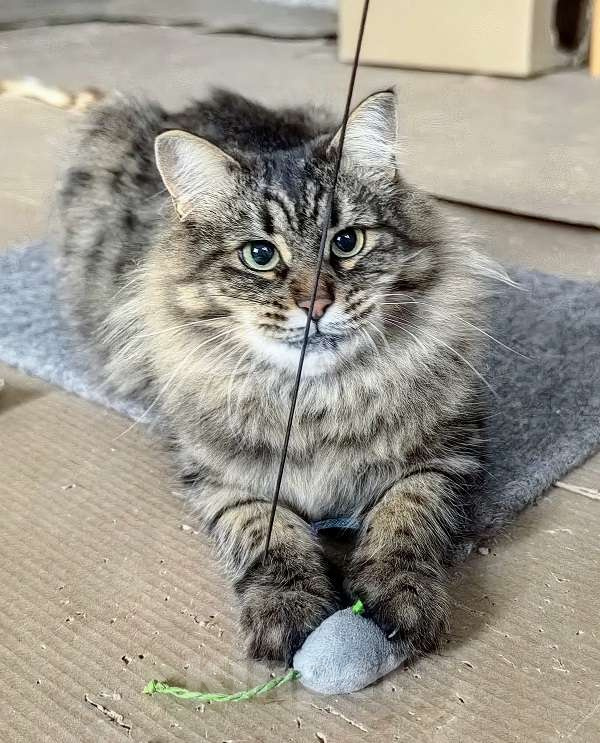 Кошки в Москве: Ласковая кошечка Анфиса ищет семью Девочка, Бесплатно - фото 9