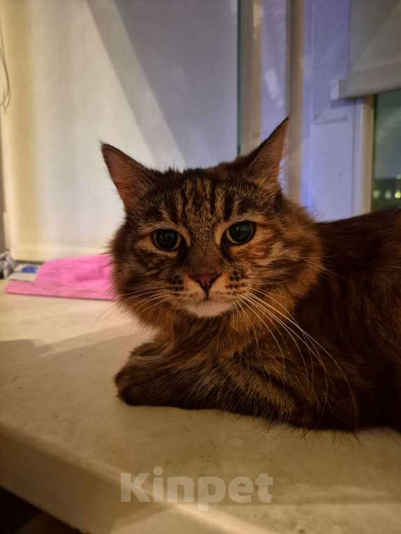 Кошки в Москве: Басилиса устала от безумных людей Девочка, Бесплатно - фото 8