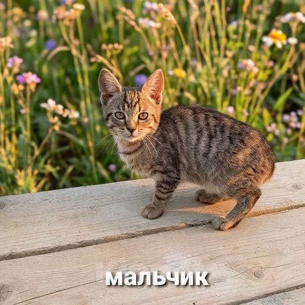 Кошки в Санкт-Петербурге: Ищет дом полосатый котенок Мальчик, Бесплатно - фото 2
