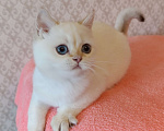 Кошки в Санкт-Петербурге: Золотая шиншилла пойнт Девочка, 25 000 руб. - фото 1