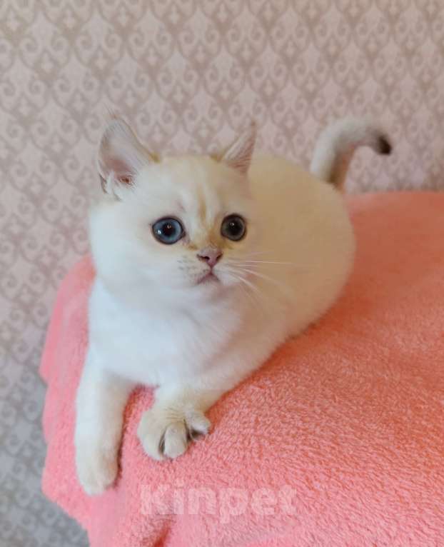 Кошки в Санкт-Петербурге: Золотая шиншилла пойнт Девочка, 25 000 руб. - фото 1