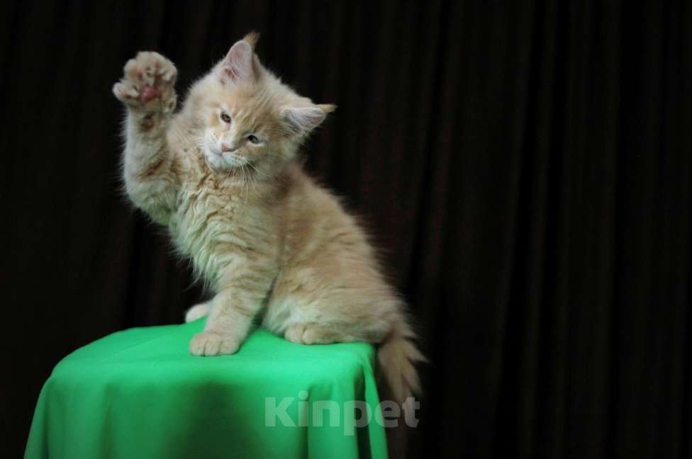 Кошки в Иваново: Котёнок мейн кун ( кремовый мрамор е 22 ).  Мальчик, 45 000 руб. - фото 4