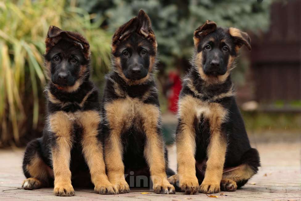 Собаки в Раменском: Великолепная принцеса  Девочка, 55 000 руб. - фото 6