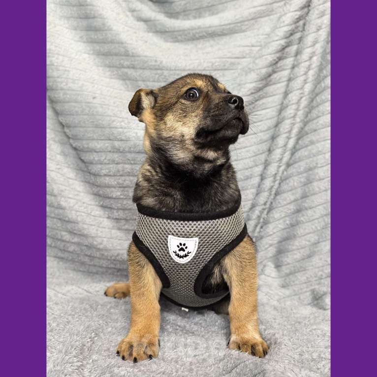 Собаки в Воронеже: Щенки Девочка, Бесплатно - фото 6