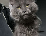 Кошки в Москве: Шикарный котик Мейн Кун Мальчик, 50 000 руб. - фото 4