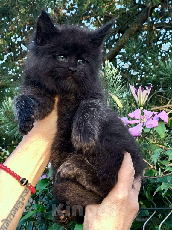 Кошки в Санкт-Петербурге: Мейн кун черный котенок Мальчик, 80 000 руб. - фото 4
