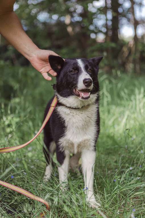Собаки в Клине: Гелик — классный пёс Мальчик, Бесплатно - фото 3