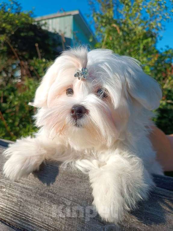 Собаки в Ковровом: Мальтезе РКФ Мальчик, 35 000 руб. - фото 4