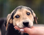 Собаки в Москве: Смокки- щенок в добрые руки Мальчик, 1 руб. - фото 3