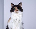 Кошки в Москве: Пушистая трехцветная кошечка Циферка в дар Девочка, 1 руб. - фото 5