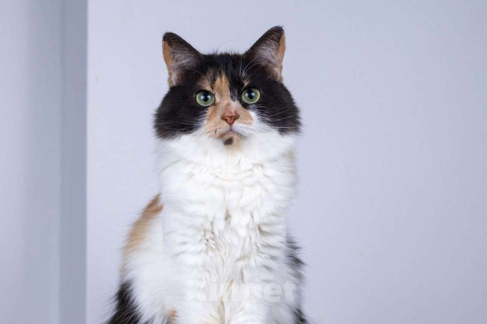 Кошки в Москве: Пушистая трехцветная кошечка Циферка в дар Девочка, 1 руб. - фото 5