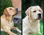 Собаки в Краснодаре: Щенки лабрадора Мальчик, Бесплатно - фото 6