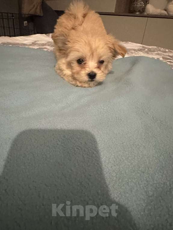 Собаки в Звенигороде: Девочка мальтипу микро f1 Девочка, 100 000 руб. - фото 3