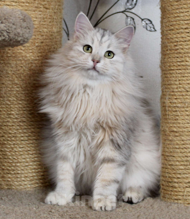 Кошки в Тюмени: Сибирский котёнок Девочка, 15 000 руб. - фото 7