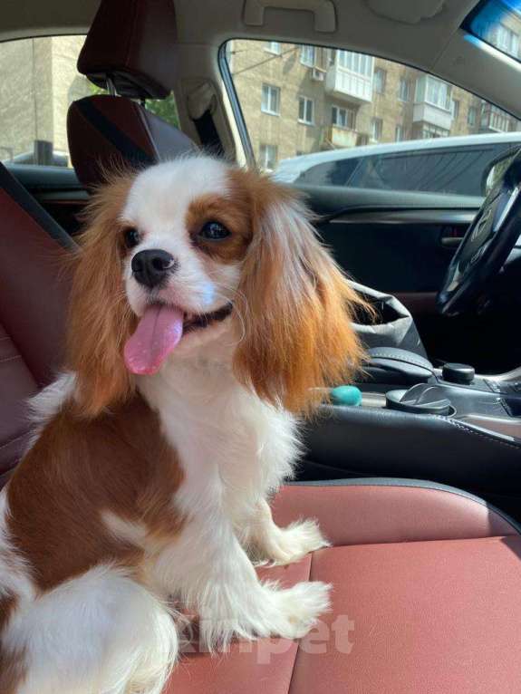 Собаки в Москве: Кавалерушки - самые обаятельные и привлекательные Мальчик, Бесплатно - фото 3