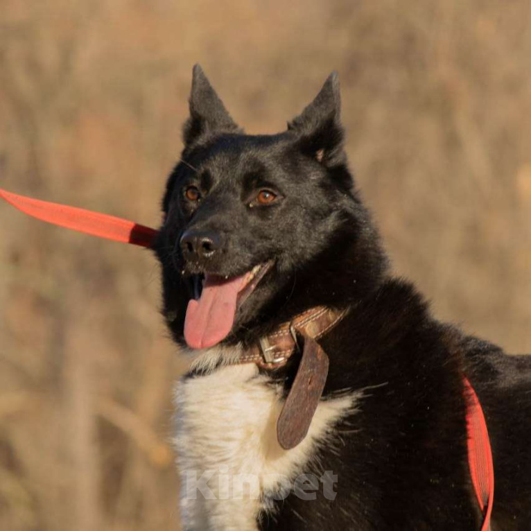 Собаки в Москве: Смарт Мальчик, Бесплатно - фото 3