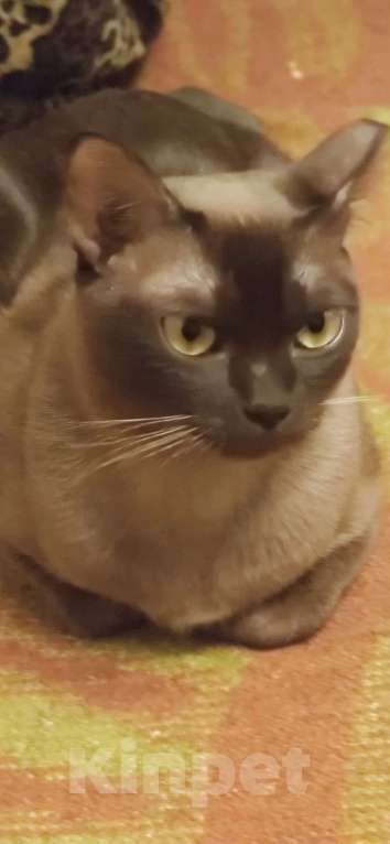 Кошки в Сланце: Котята европейской бурмы Девочка, 29 000 руб. - фото 3