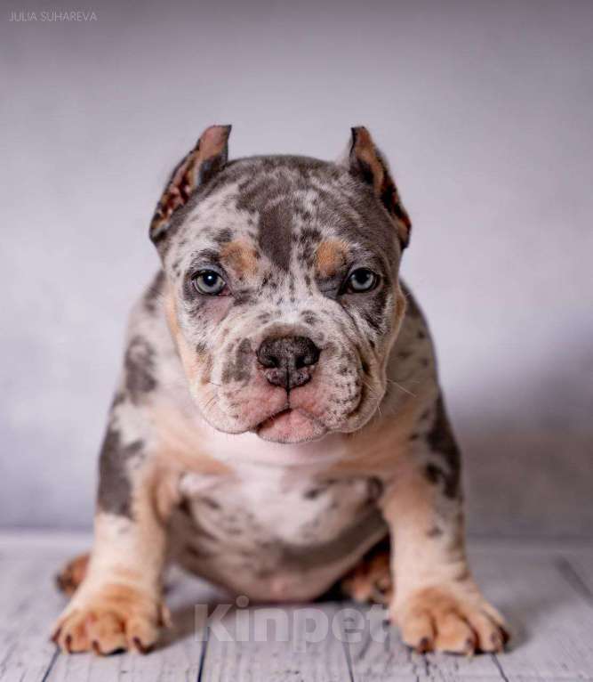 Собаки в Сочи: Щенки, Американские булли Мальчик, Бесплатно - фото 4