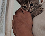 Кошки в Астрахани: Отдам котёнка в хорошие руки Мальчик, Бесплатно - фото 1