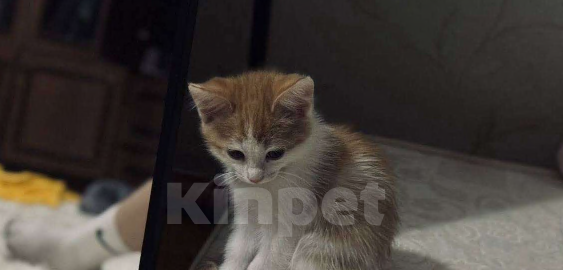 Кошки в Балашихе: котёнок, бело-рыжая девочка, в добрые руки  Девочка, Бесплатно - фото 5