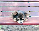 Собаки в Сочи: Чихуахуа Мальчик, 20 000 руб. - фото 2