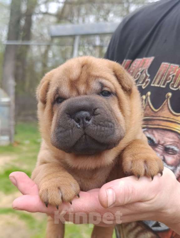 Собаки в других городах Калужской области: Щенки шарпея Мальчик, 50 000 руб. - фото 5