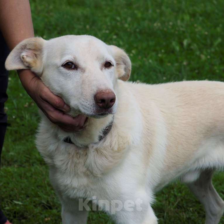 Собаки в Москве: Сэм Мальчик, Бесплатно - фото 2