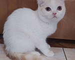 Кошки в Тутаеве: Шотландский котёнок, 2 000 руб. - фото 1