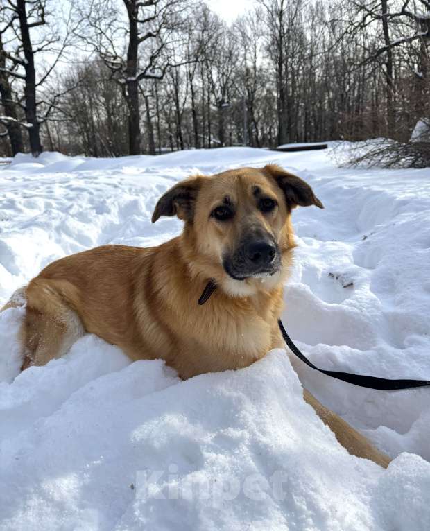 Собаки в Москве: Собака бесплатно в Москве Мальчик, Бесплатно - фото 2