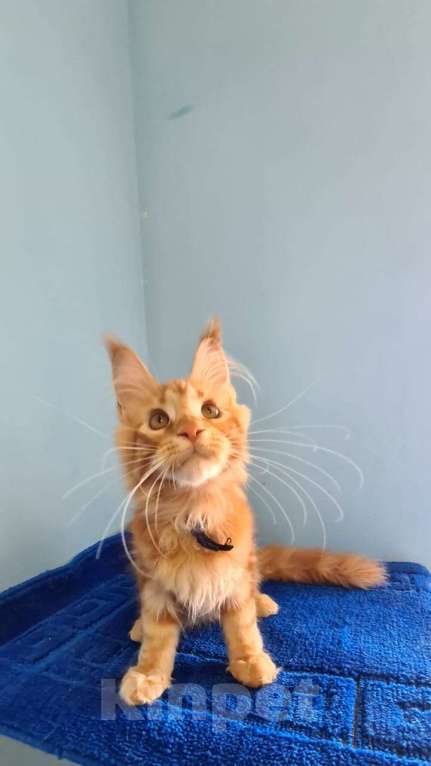 Кошки в Самаре: Котёнок породы Мейн-кун MCO male Imperator, color d Мальчик, 50 000 руб. - фото 4