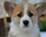 Собаки в Хотьково: Девчонка Вельш Корги Пемброка Девочка, 60 000 руб. - фото 1