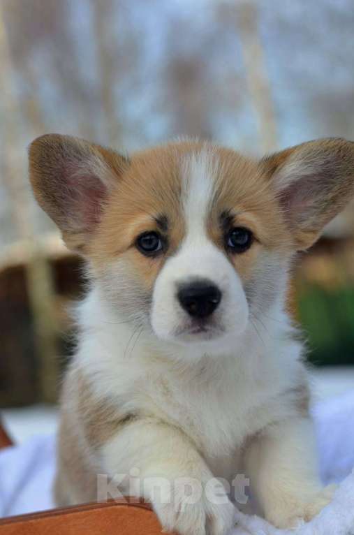 Собаки в Хотьково: Девчонка Вельш Корги Пемброка Девочка, 60 000 руб. - фото 1
