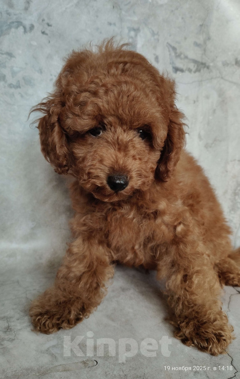 Собаки в Мытищах: Миниатюрный пудель Анри Мальчик, 130 000 руб. - фото 5