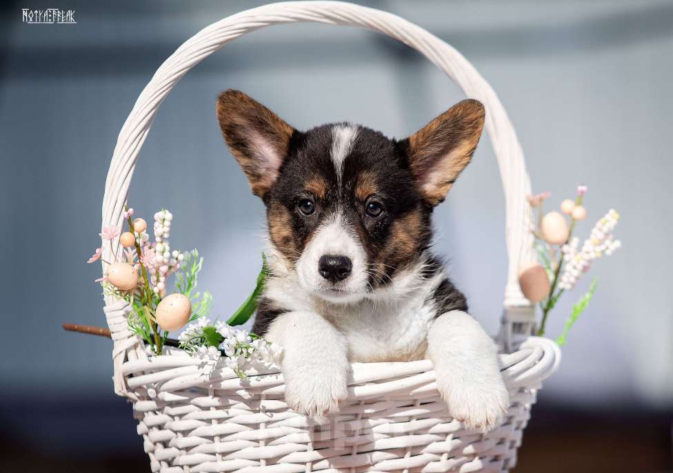 Собаки в Москве: Мальчик коржик Мальчик, Бесплатно - фото 6